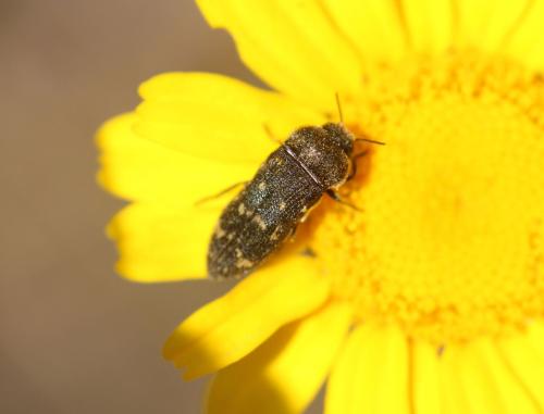 Réf. 335 701 : Acmaeoderella flavofasciata
